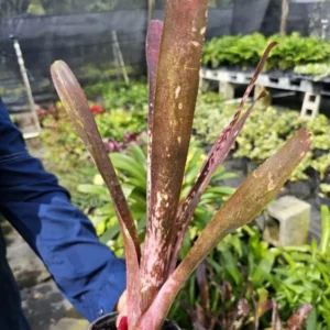 Billbergia Hallelujah Bromeliad - 12-18