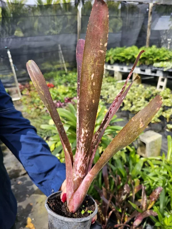 Billbergia Hallelujah Bromeliad - 12-18" Tropical Rooted Live Plant