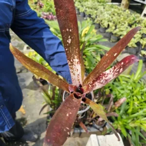 Billbergia Hallelujah Bromeliad - 12-18