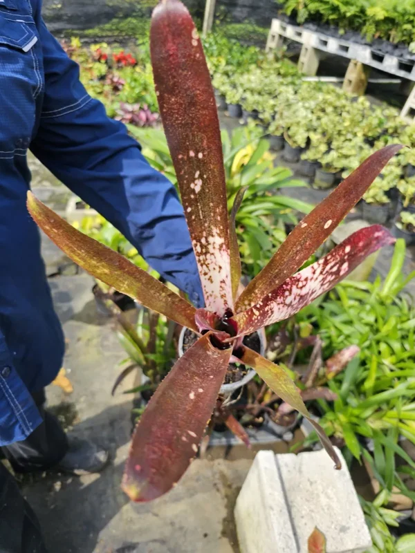 Billbergia Hallelujah Bromeliad - 12-18" Tropical Rooted Live Plant