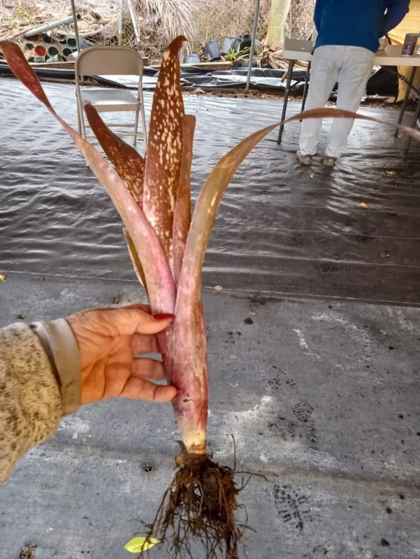 Billbergia Hallelujah Bromeliad - 12-18" Tropical Rooted Live Plant