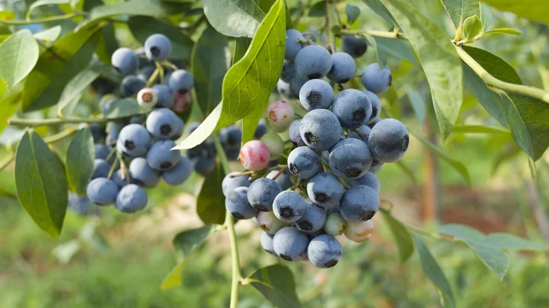Biloxi Southern Highbush Blueberry Plant Plug - 3-6 in - Edible Fruit