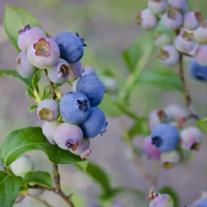 Biloxi Southern Highbush Blueberry Plant Plug - 3-6 in - Edible Fruit