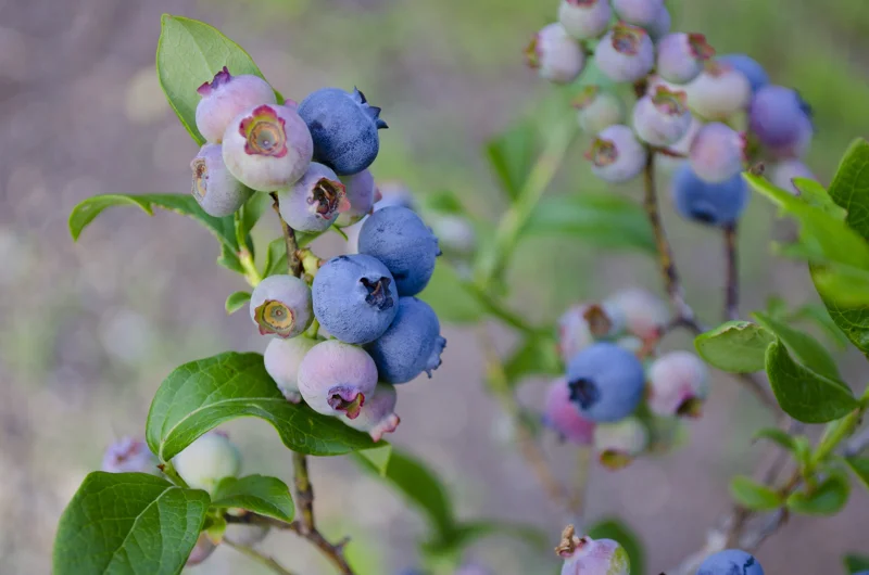 Biloxi Southern Highbush Blueberry Plant Plug - 3-6 in - Edible Fruit