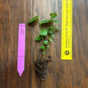 Biloxi Southern Highbush Blueberry Plant Plug - 3-6 in - Edible Fruit