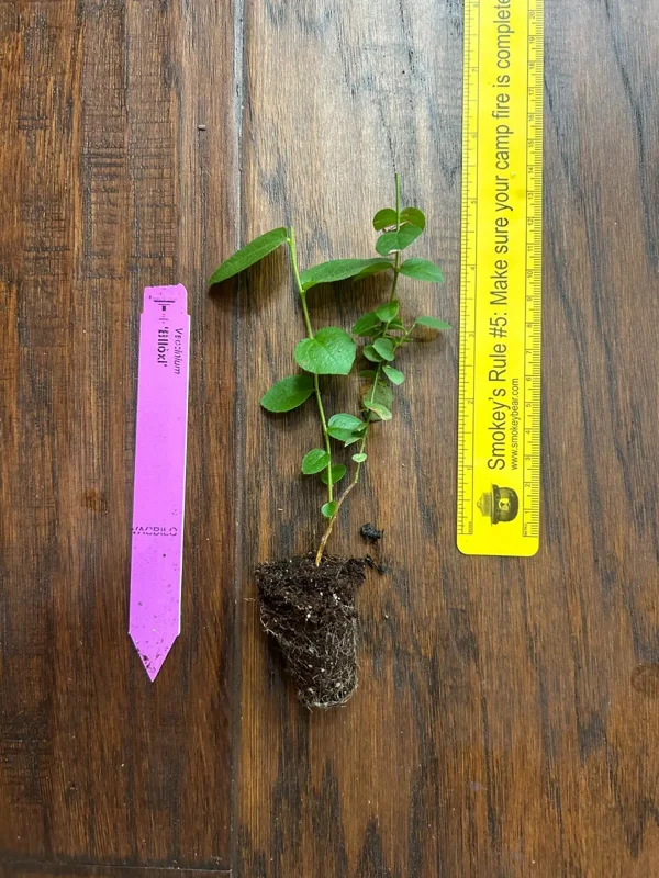 Biloxi Southern Highbush Blueberry Plant Plug - 3-6 in - Edible Fruit