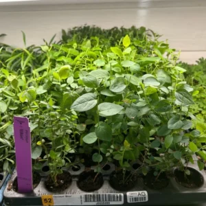 Biloxi Southern Highbush Blueberry Plant Plug - 3-6 in - Edible Fruit