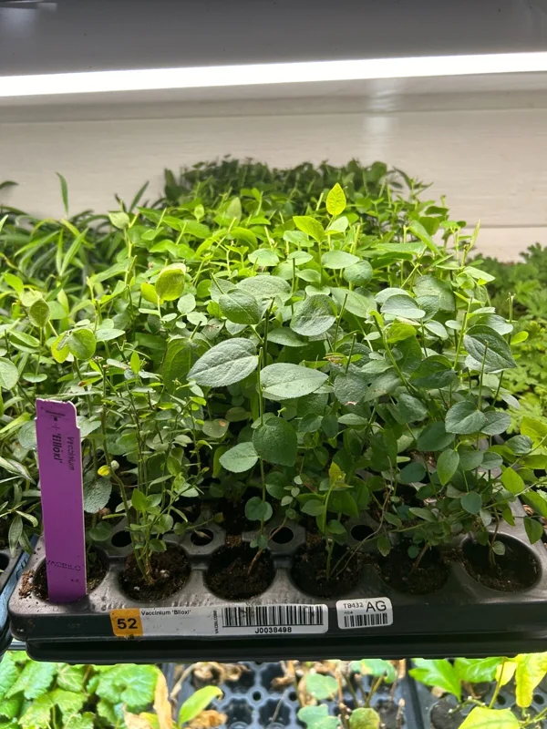 Biloxi Southern Highbush Blueberry Plant Plug - 3-6 in - Edible Fruit