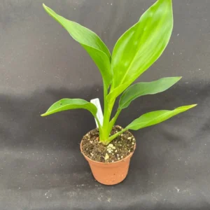 Bird of Paradise Plant - Strelitzia reginae - Rooted Plant - 3" Pot