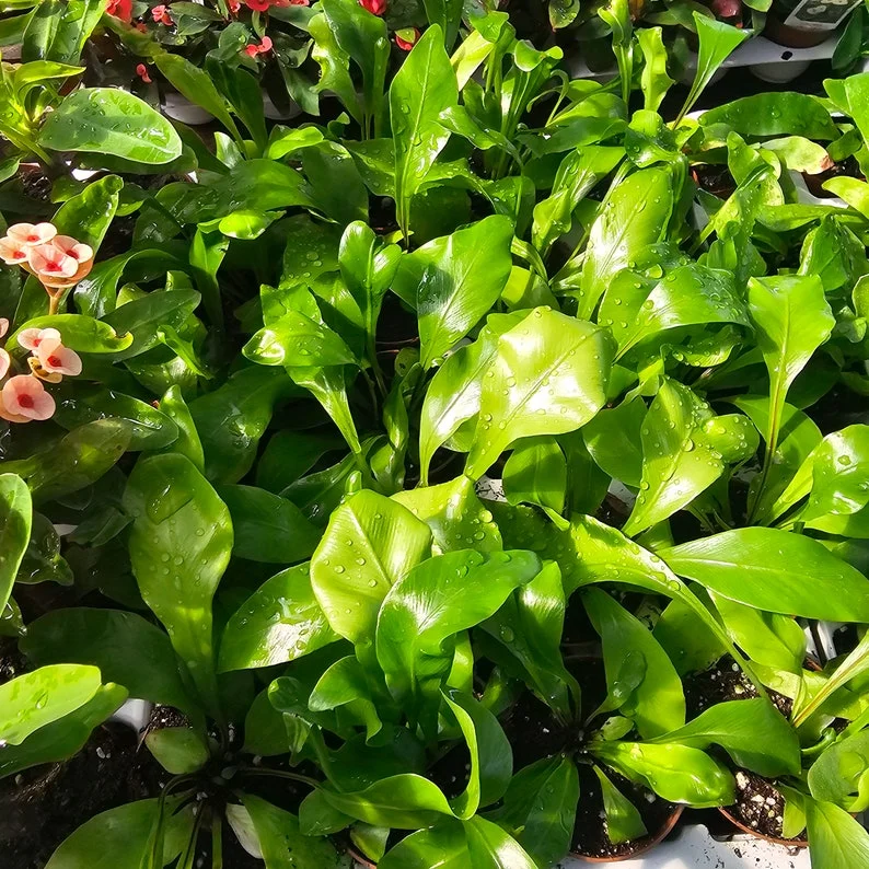 Bird's Nest Fern 2 Inch Pot - Asplenium nidus - Premium Indoor Fern - Easy Care