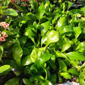 Bird's Nest Fern Asplenium nidus - 2in Pot - Lush Tropical Plant