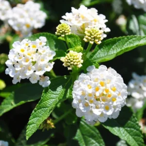 Lantana Butter Cup Live Plant - 4
