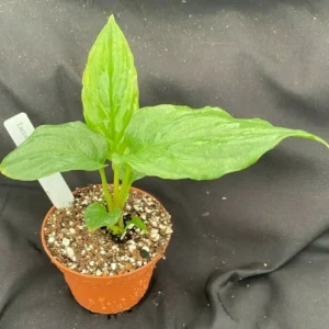 Black Bat Flower - Tacca chantrieri - Live Rooted Plant in 3