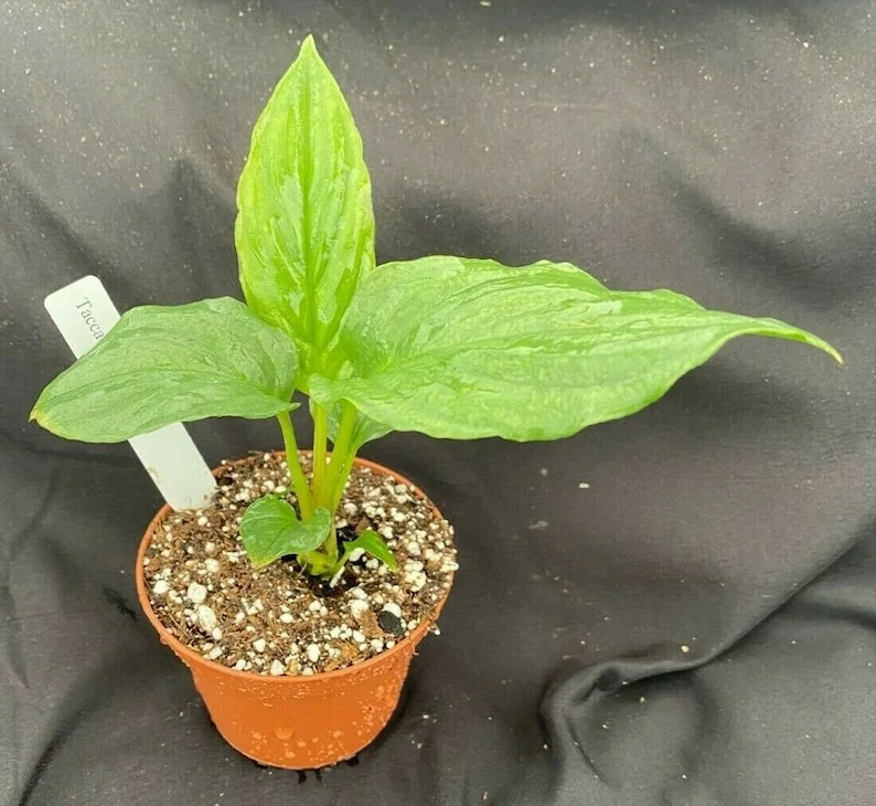 Black Bat Flower - Tacca chantrieri - Live Rooted Plant in 3" Pot - Rare Exotic Tropical