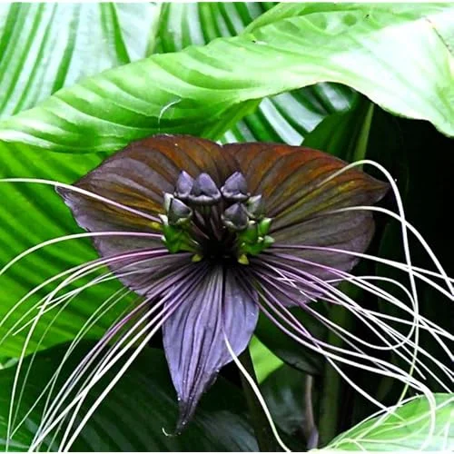 Black Bat Orchid Plant - Rare Exotic Flower - 6 Inch Pot - Tacca Chantrieri Plant