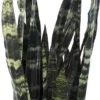 Black Coral Snake Plant - Sansevieria - 4" Pot - Easy-Care Indoor Air-Purifying Houseplant