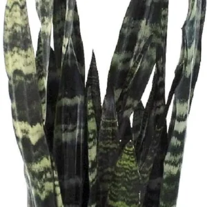 Black Coral Snake Plant - Sansevieria - 4