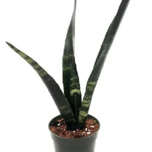 Black Coral Snake Plant - Sansevieria - 4
