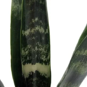 Black Coral Snake Plant - Sansevieria - 4