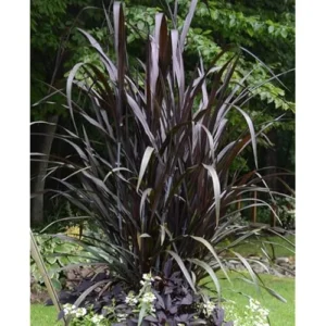Black Fountain Grass Live Plant - 8 to 12 Inch Tall Ornamental Outdoor Grass