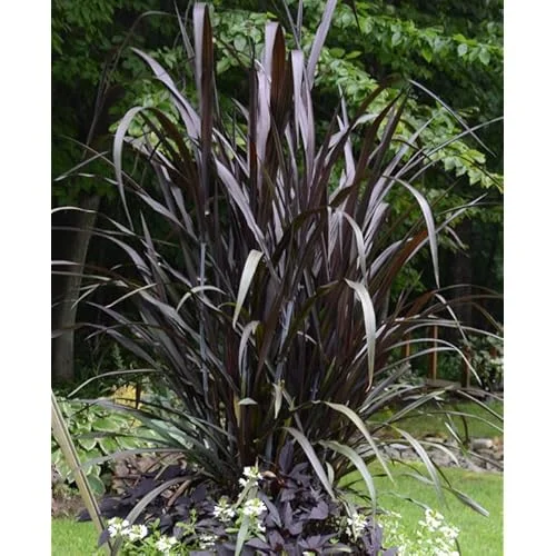 Black Fountain Grass Live Plant - 8 to 12 Inch Tall Ornamental Outdoor Grass