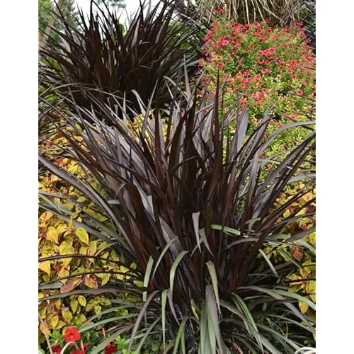 Black Fountain Grass Live Plant - 8 to 12 Inch Tall Ornamental Outdoor Grass