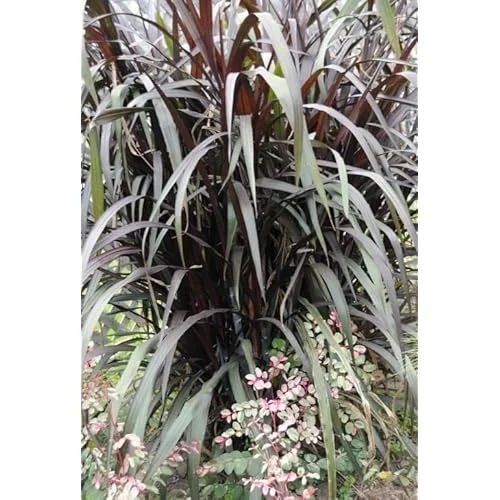 Black Fountain Grass Live Plant - 8 to 12 Inch Tall Ornamental Outdoor Grass