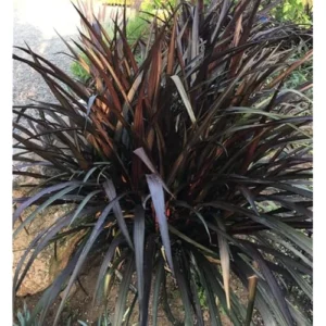 Black Fountain Grass Live Plant - 8 to 12 Inch Tall Ornamental Outdoor Grass
