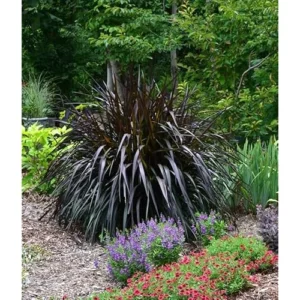 Black Fountain Grass Plant, 5-8 Inches Tall, Ornamental Grass, Ready to Grow