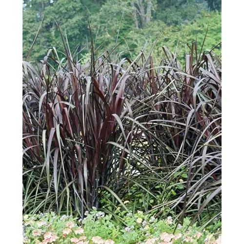 Black Fountain Grass Plant, 5-8 Inches Tall, Ornamental Grass, Ready to Grow