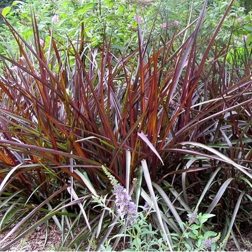 Black Fountain Grass Plant, 5-8 Inches Tall, Ornamental Grass, Ready to Grow
