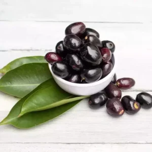 Black Java Plum Tree Live Plant - 7-12 Inch Sweet Malabar Plum Fruit Tree