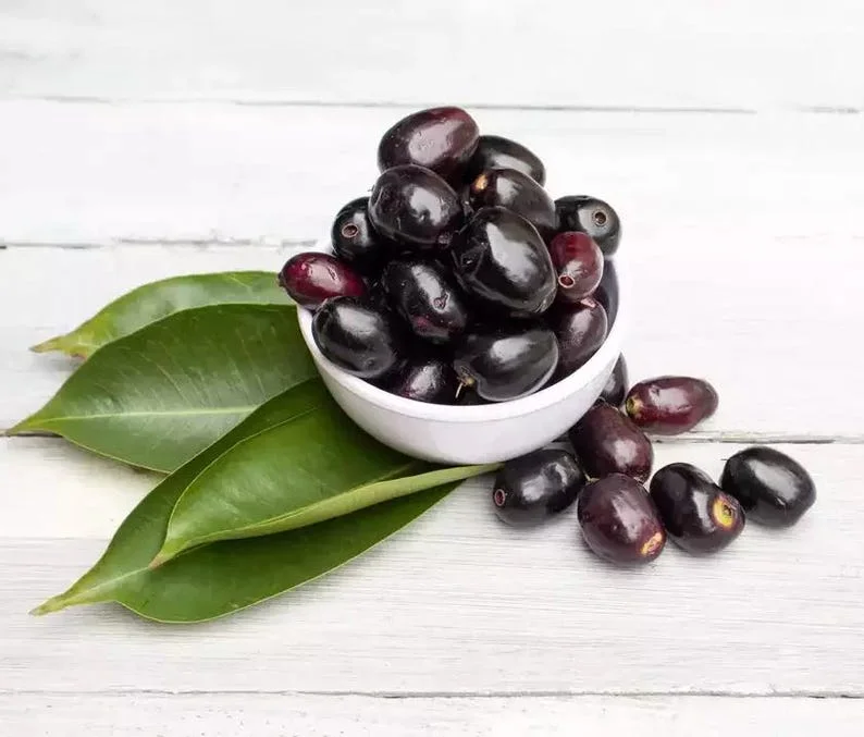 Black Java Plum Tree Live Plant - 7-12 Inch Sweet Malabar Plum Fruit Tree