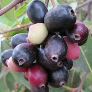 Black Java Plum Tree Live Plant - 7-12 Inch Sweet Malabar Plum Fruit Tree