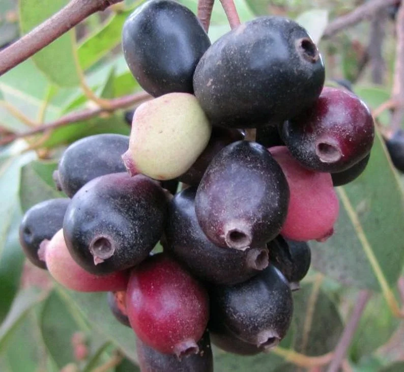 Black Java Plum Tree Live Plant - 7-12 Inch Sweet Malabar Plum Fruit Tree