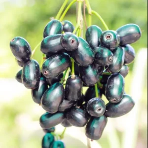 Black Java Plum Tree Live Plant - 7-12 Inch Sweet Malabar Plum Fruit Tree