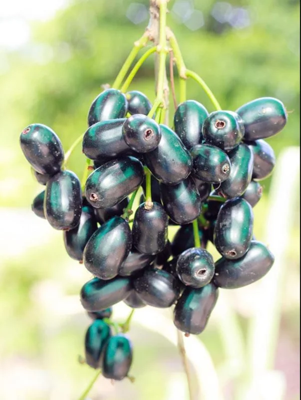 Black Java Plum Tree Live Plant - 7-12 Inch Sweet Malabar Plum Fruit Tree