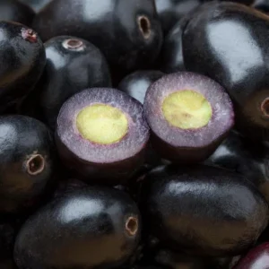 Black Java Plum Tree Live Plant - 7-12 Inch Sweet Malabar Plum Fruit Tree