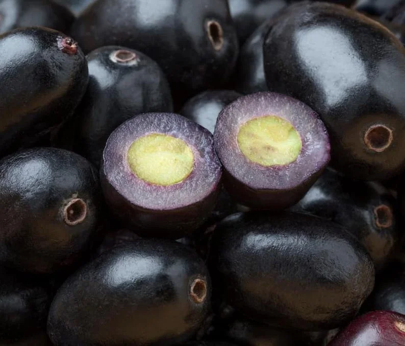 Black Java Plum Tree Live Plant - 7-12 Inch Sweet Malabar Plum Fruit Tree