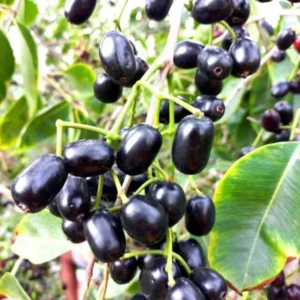 Black Java Plum Tree Live Plant - 7-12 Inch Sweet Malabar Plum Fruit Tree