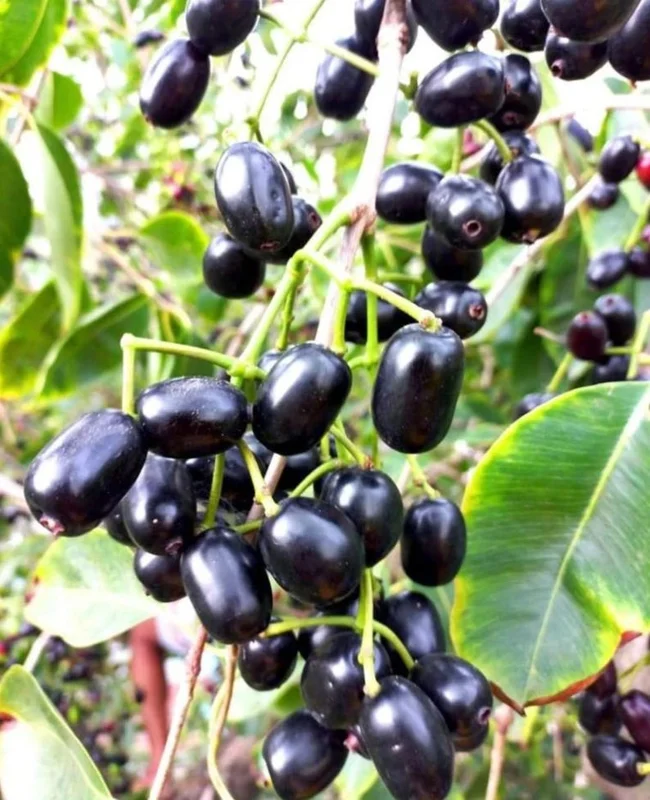 Black Java Plum Tree Live Plant - 7-12 Inch Sweet Malabar Plum Fruit Tree