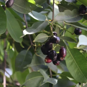 Black Java Plum Tree Live Plant - 7-12 Inch Sweet Malabar Plum Fruit Tree