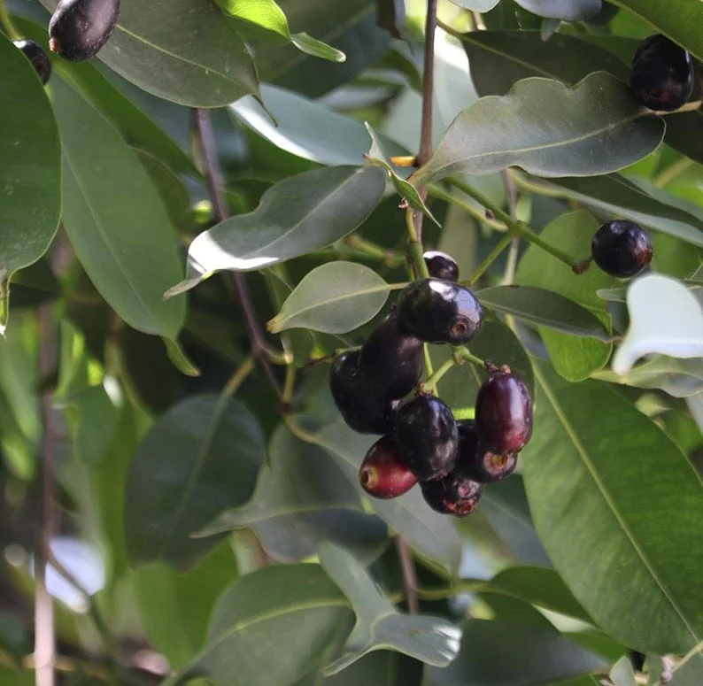 Black Java Plum Tree Live Plant - 7-12 Inch Sweet Malabar Plum Fruit Tree
