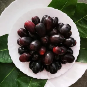 Black Java Plum Tree Live Plant - 7-12 Inch Sweet Malabar Plum Fruit Tree