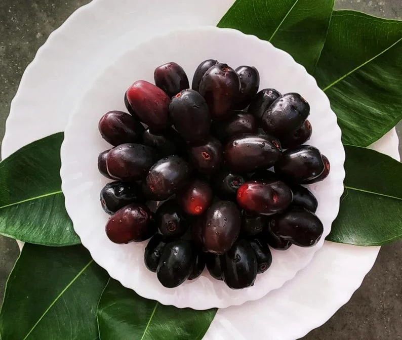 Black Java Plum Tree Live Plant - 7-12 Inch Sweet Malabar Plum Fruit Tree