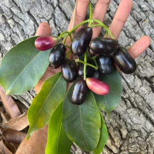 Black Java Plum Tree Live Plant - 7-12 Inch Sweet Malabar Plum Fruit Tree