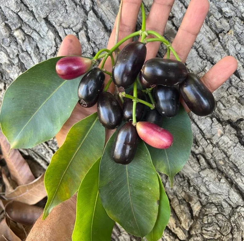 Black Java Plum Tree Live Plant - 7-12 Inch Sweet Malabar Plum Fruit Tree