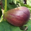Black Mission Fig Tree - Fig Trees Live Plants - Live Fruiting Plant - Ficus Carica - 6-7 Inches