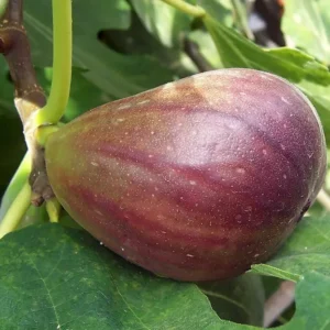 Black Mission Fig Tree - Fig Trees Live Plants - Live Fruiting Plant - Ficus Carica - 6-7 Inches
