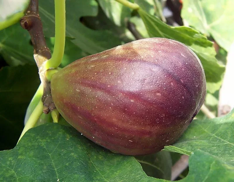 Black Mission Fig Tree - Fig Trees Live Plants - Live Fruiting Plant - Ficus Carica - 6-7 Inches